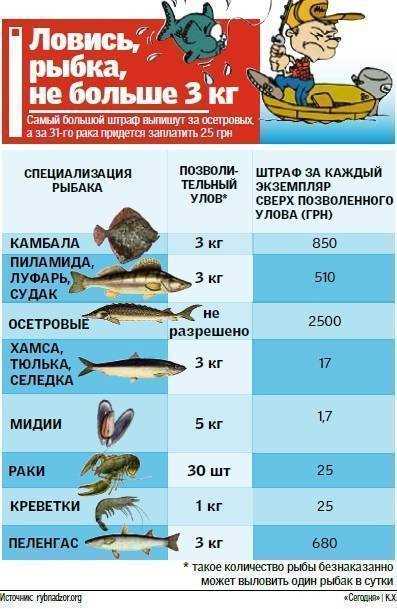 Различия в ответственности для физлиц, ИП и юрлиц при ловле сетями