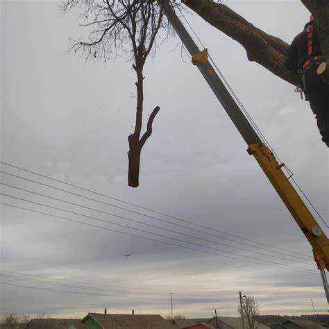 Что будет если спилить дерево во дворе без разрешения