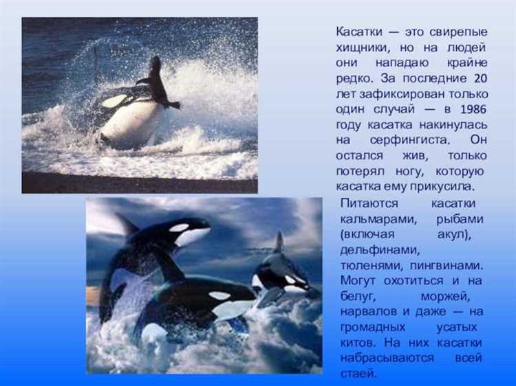 Психологические последствия жизни касатки в тюрьме