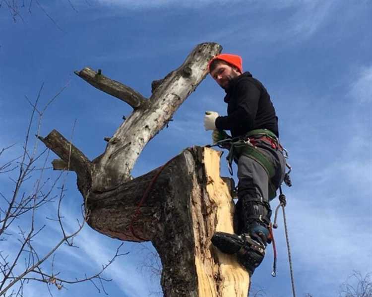 Когда нужно получать разрешение на вырубку деревьев возле частного дома