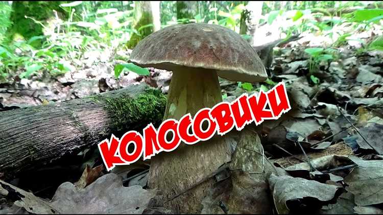 Как правильно определить, что гриб под запретом