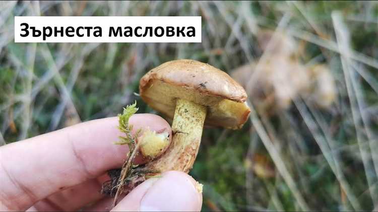 Какие штрафы грозят за незаконный сбор охраняемых грибов