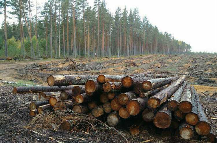 Право на использование лесных участков для туризма и рекреации